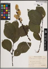 Foto von Salix caprea L.